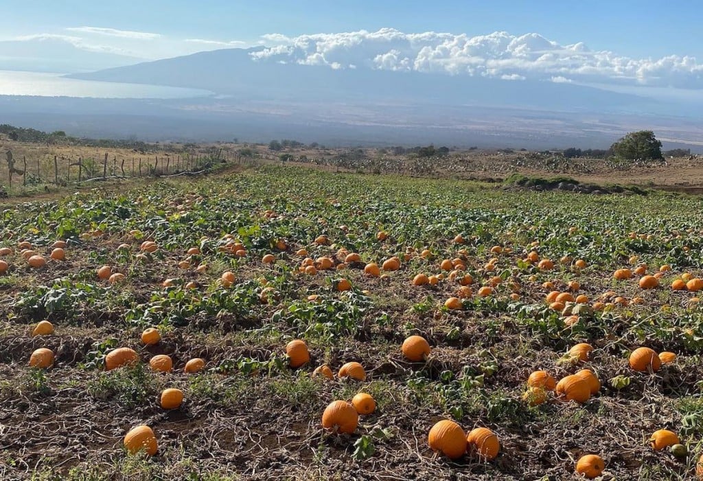 kula country farms pumpkin patch