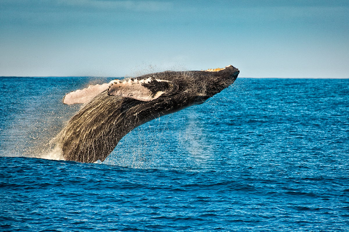 The First Humpback Whale of Hawaii's 2019 Winter Season is Spotted Off