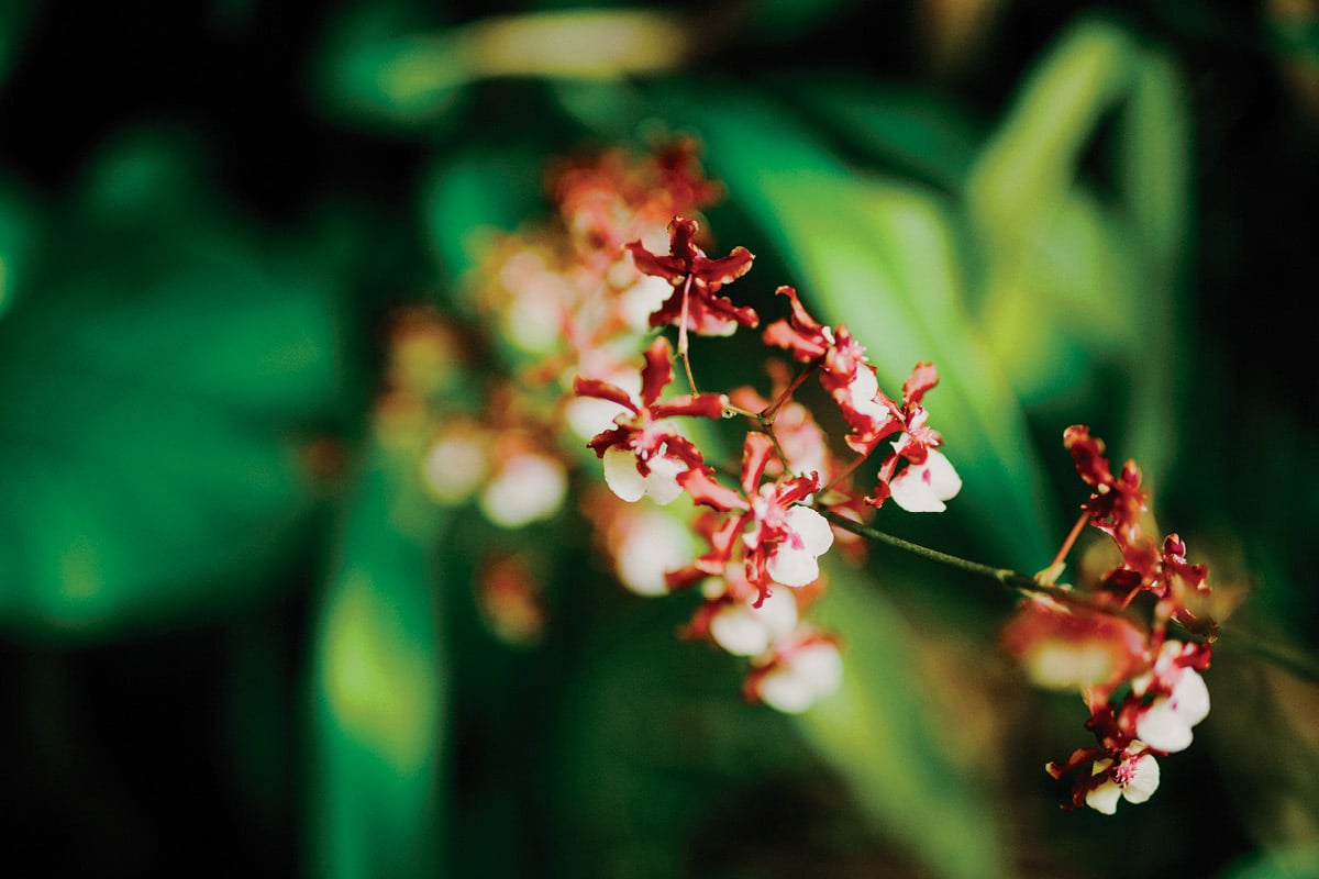 The Big Island's Hawaii Tropical Botanical Garden Is a Living Plant