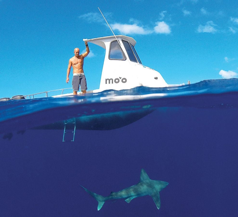 north shore shark tours