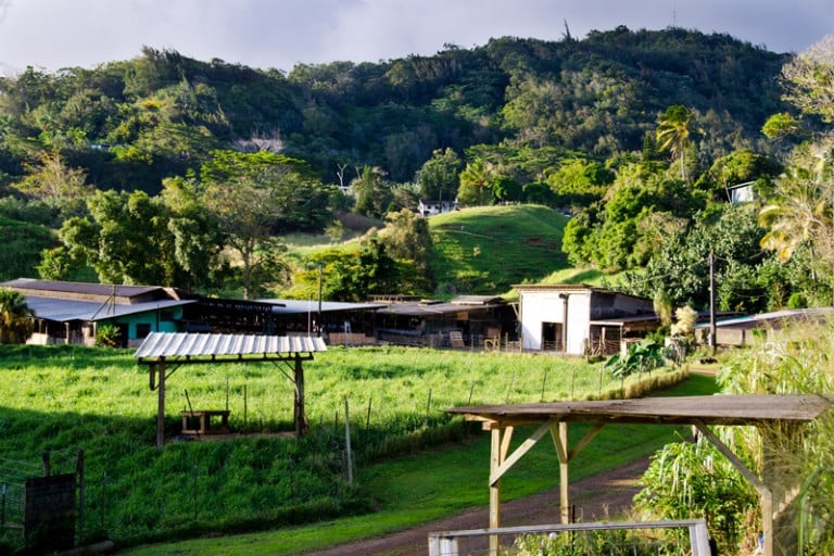 Small Farm, Big Story: Kaneshiro Farms - Hawaii Magazine