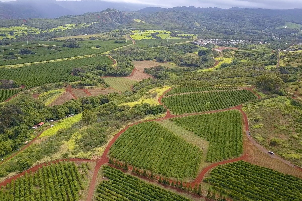 coffee plantation tour in kauai