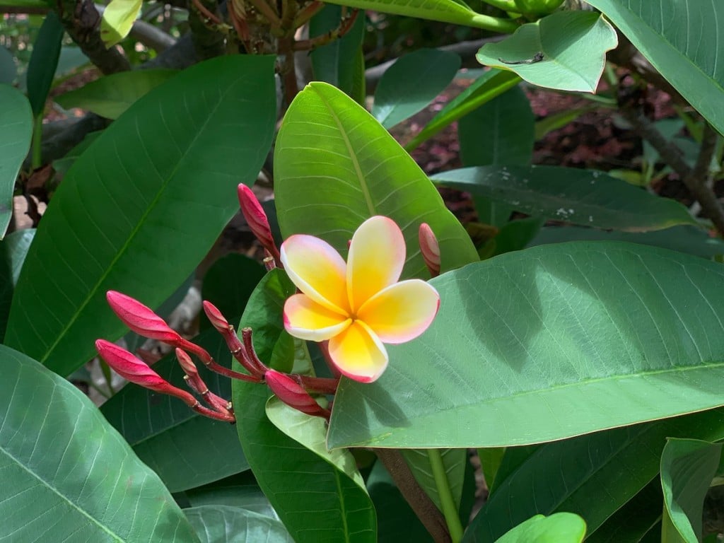 kokobotanical-plumeria