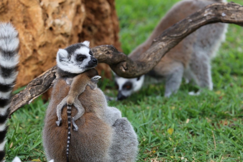 lemurs-opener