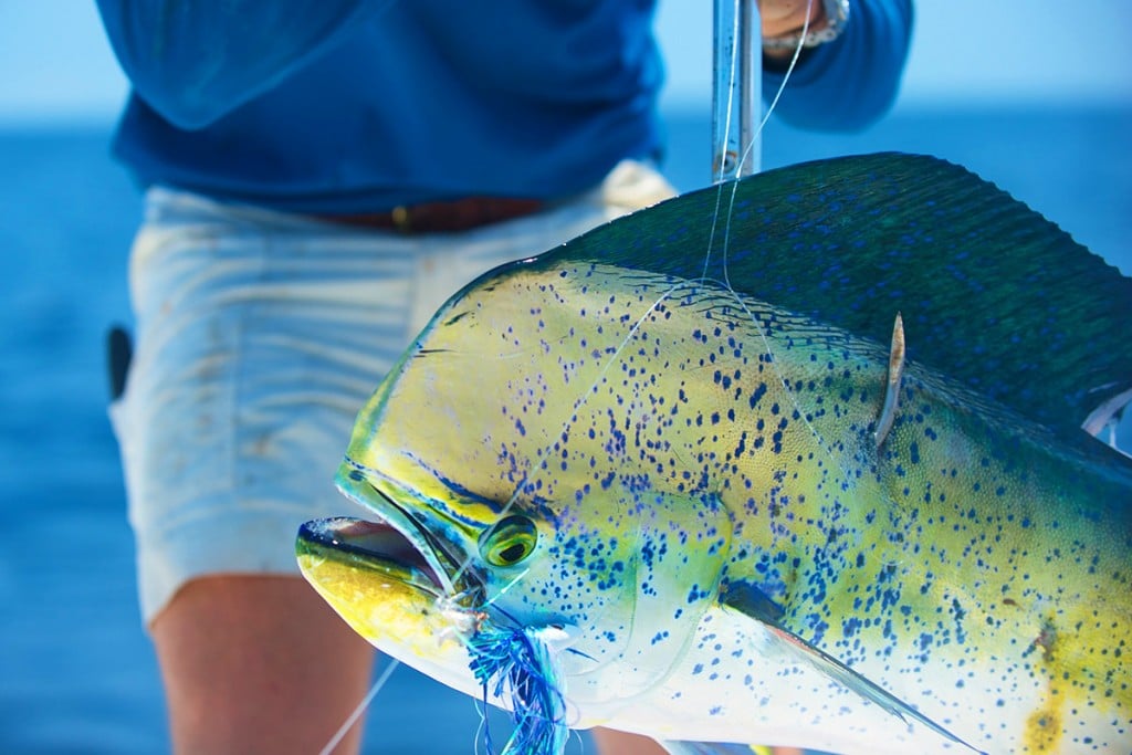 Maui Deep Sea Fishing, Sportfishing Share Tours