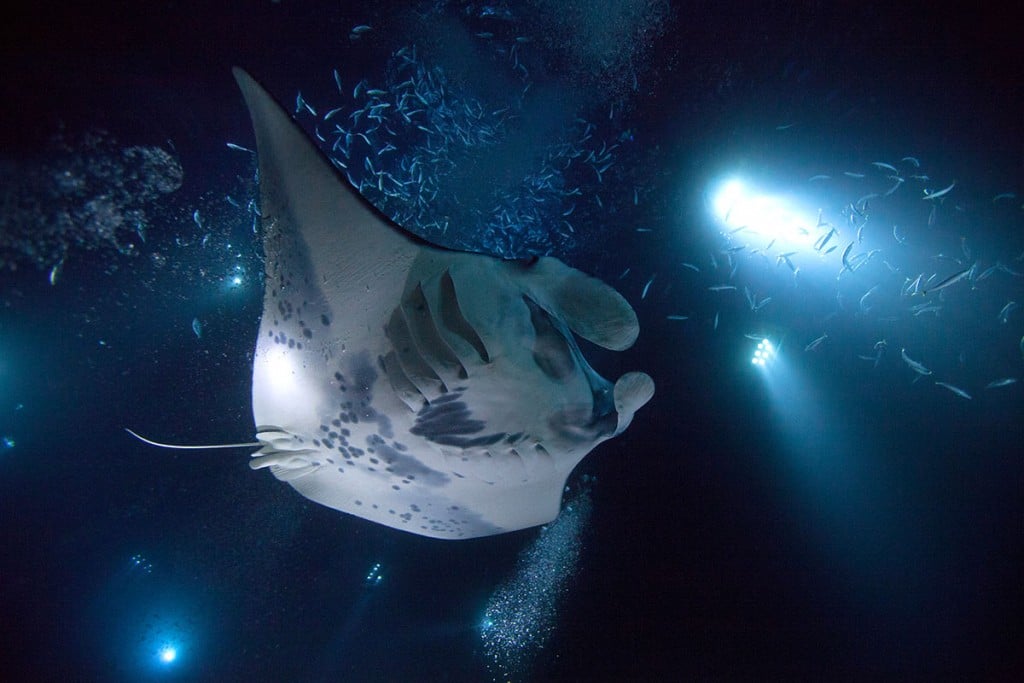 manta ray hawaii