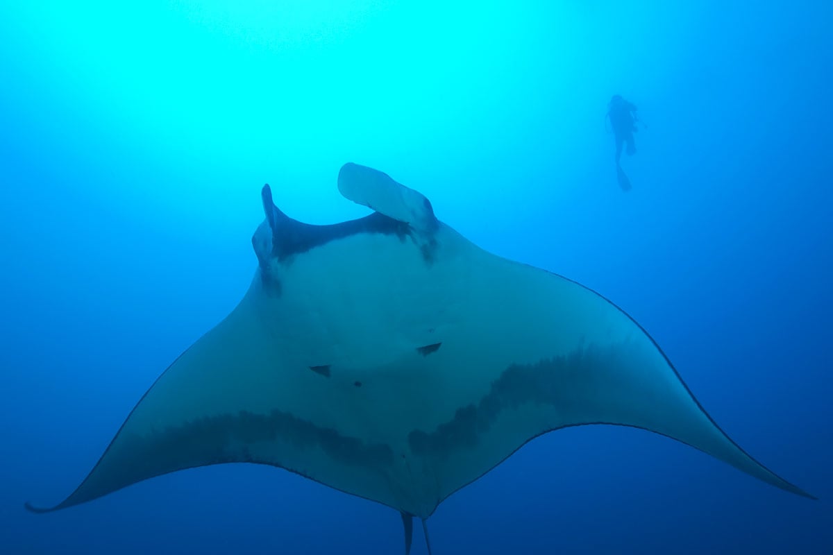 manta ray hawaii
