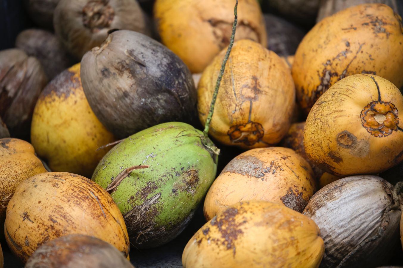 How to mail a coconut from Hawaii in four easy steps Hawaii Magazine