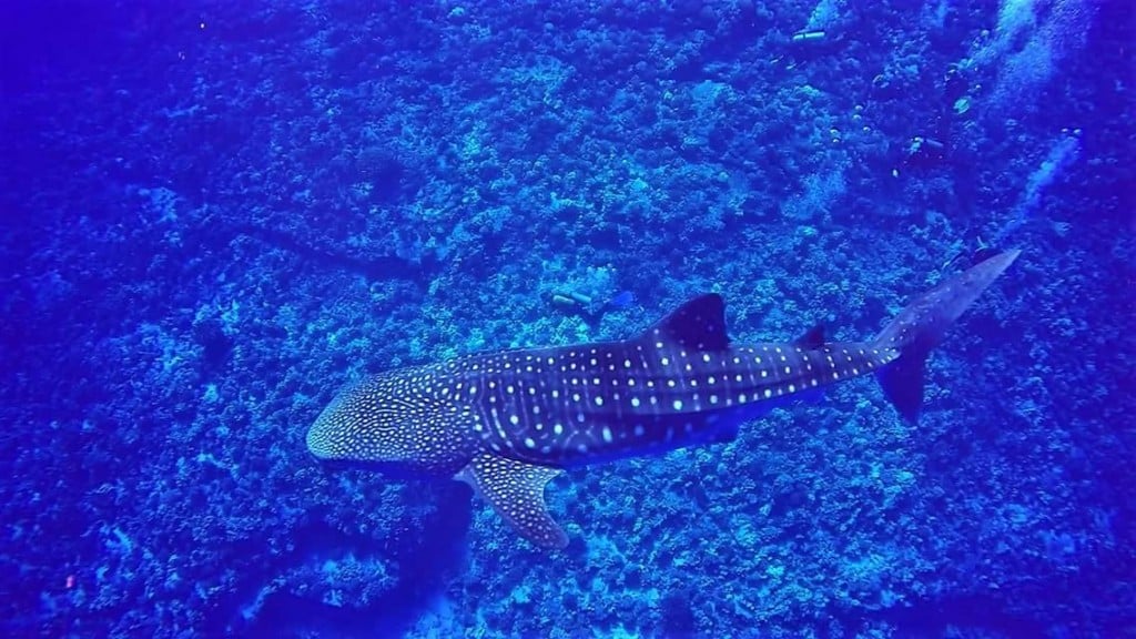 whale shark molokini