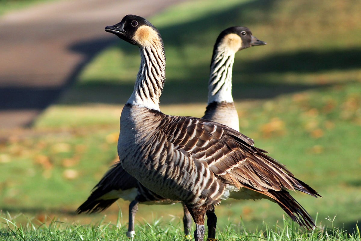 Hawaiian Flying Geese