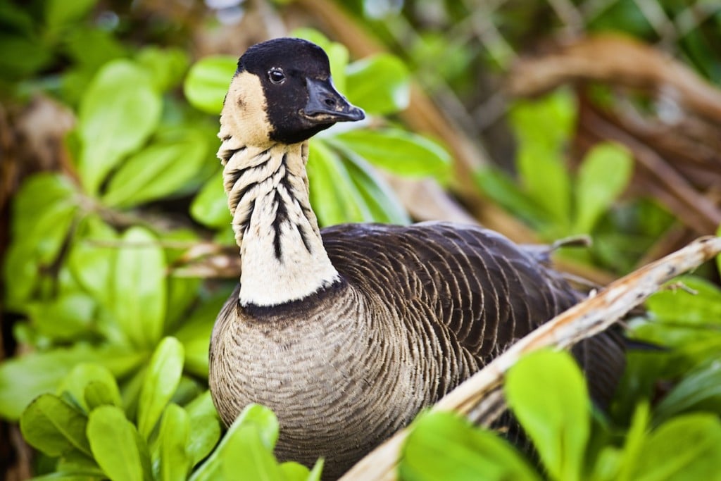 Nēnē Goose: Hawaii's Endangered State Bird - bubird