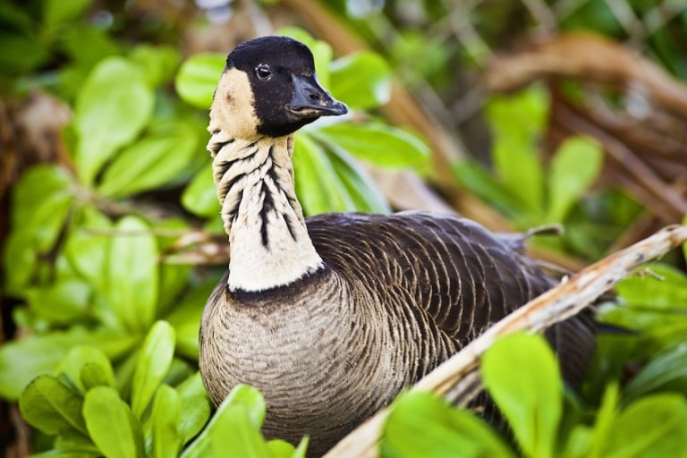 How Many Endangered Species Does Hawaii Have