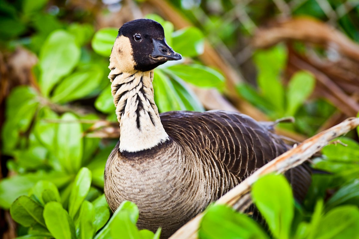 Hawaii s State Bird No Longer Endangered Hawaii Magazine