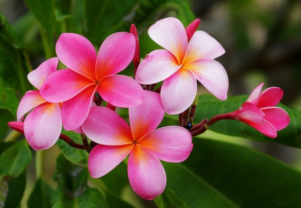 6 Iconic Tropical Flowers That Will Make You Think Of Hawaii Hawaii   Plumeria 2 Eric Tessmer Flickr 1024x708 