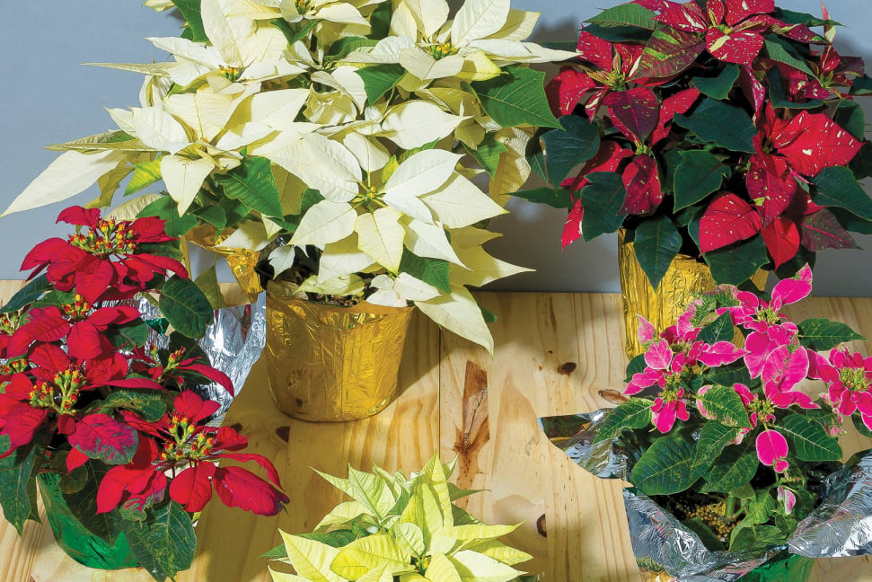 poinsettias