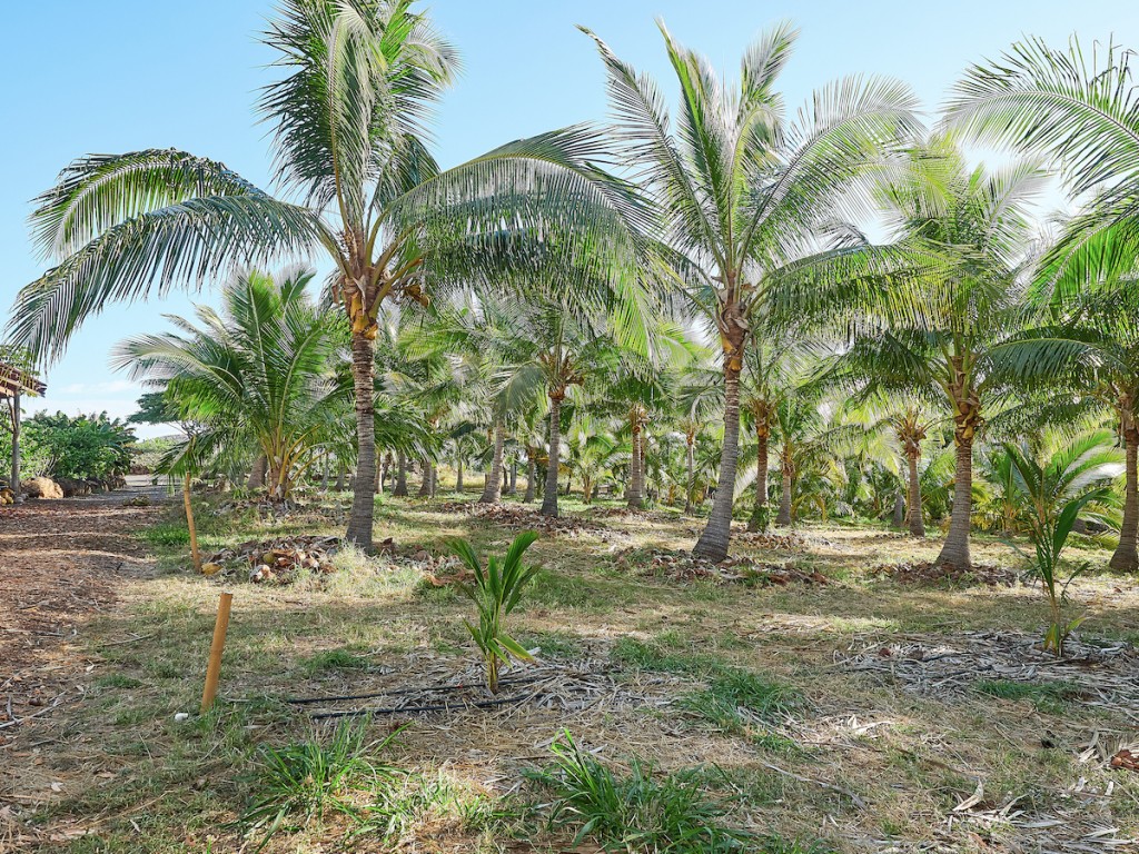 punakea palms coconut farm maui