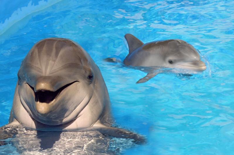 sea_life_park_baby_dolphin