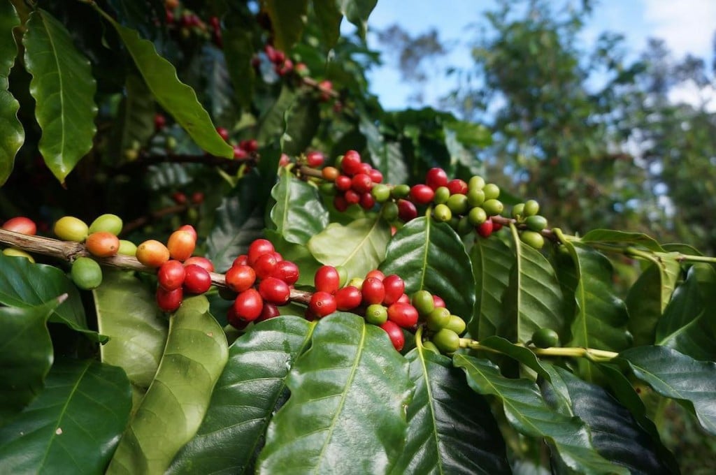 aloha espresso shot