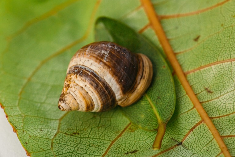 One Hawaiian Snail Dies, But the Conservation Effort Lives On Hawaii