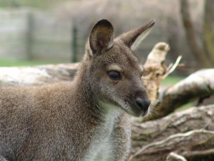 Wallaby