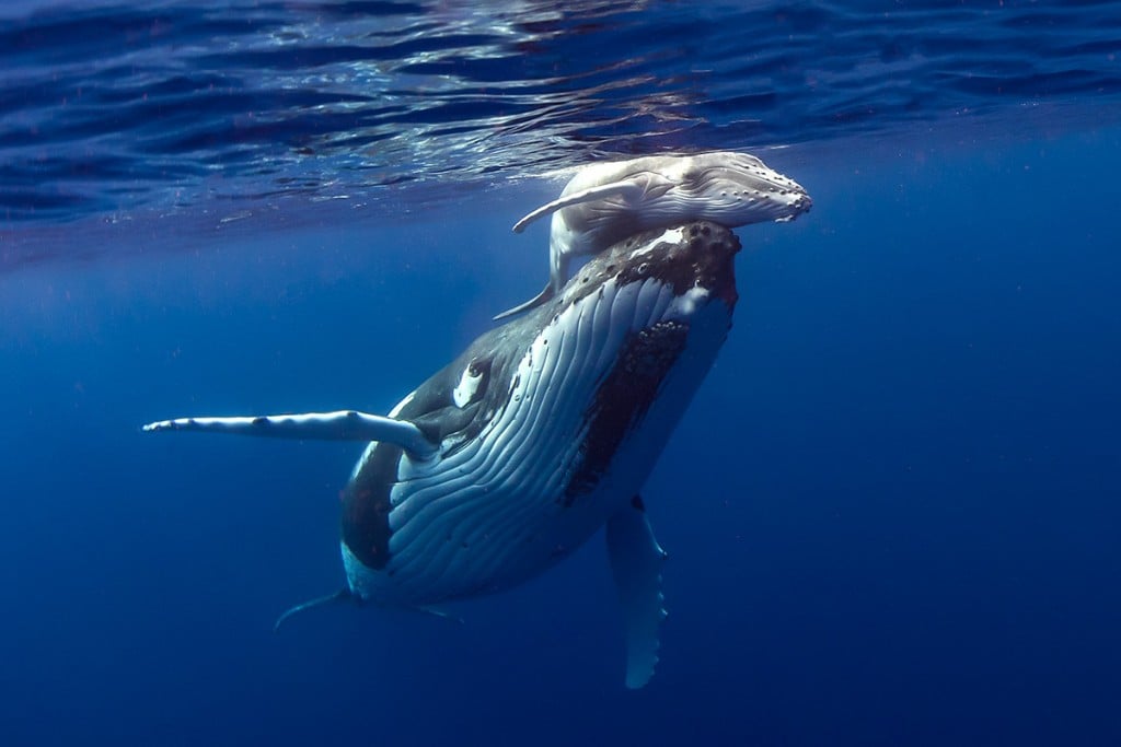 humpback whale calf