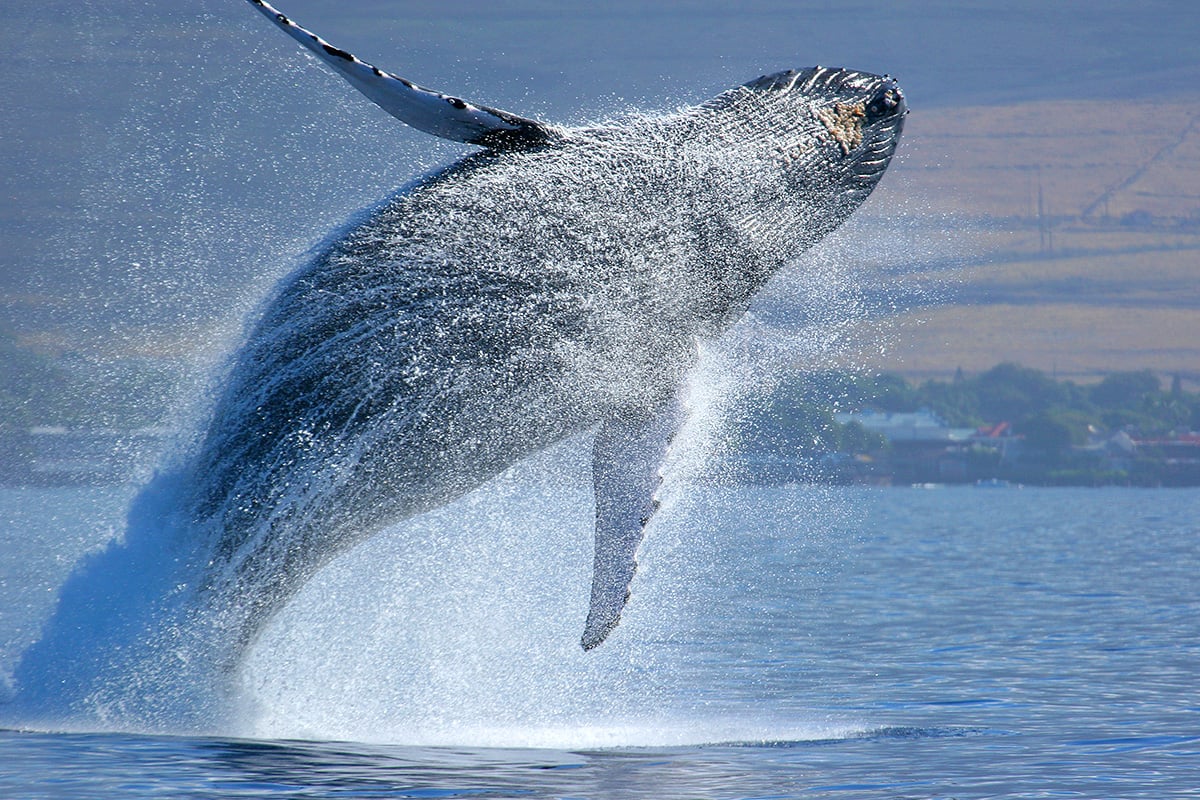 Your Guide to Whale Watching on Maui - Hawaii Magazine