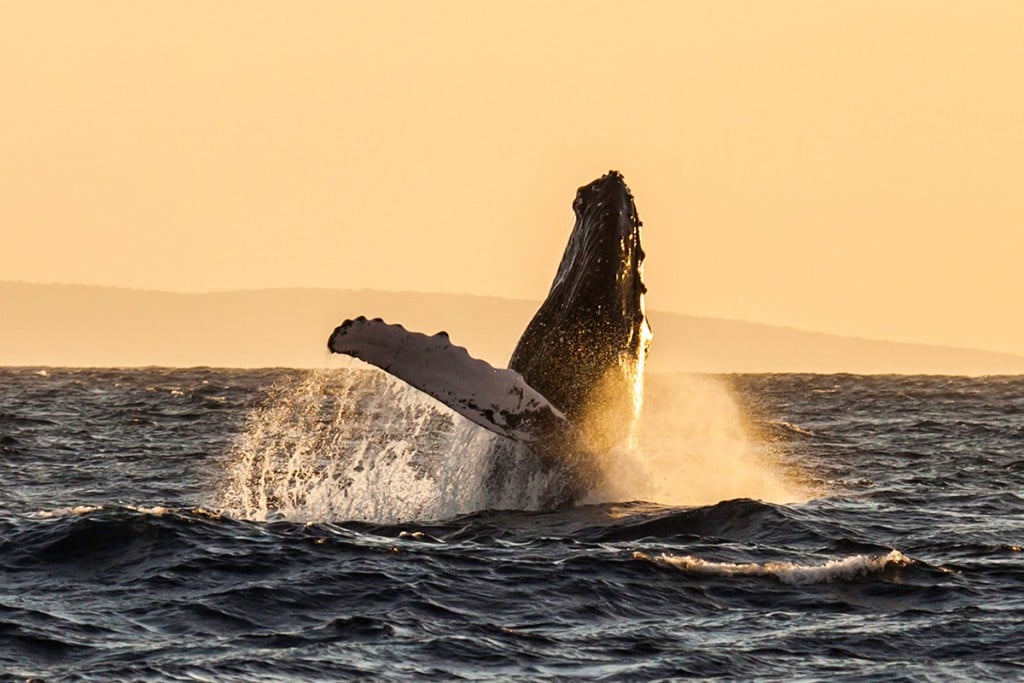 whale-maui-pacificwhalefound
