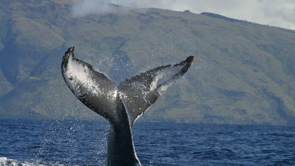 whale noaa hawaii