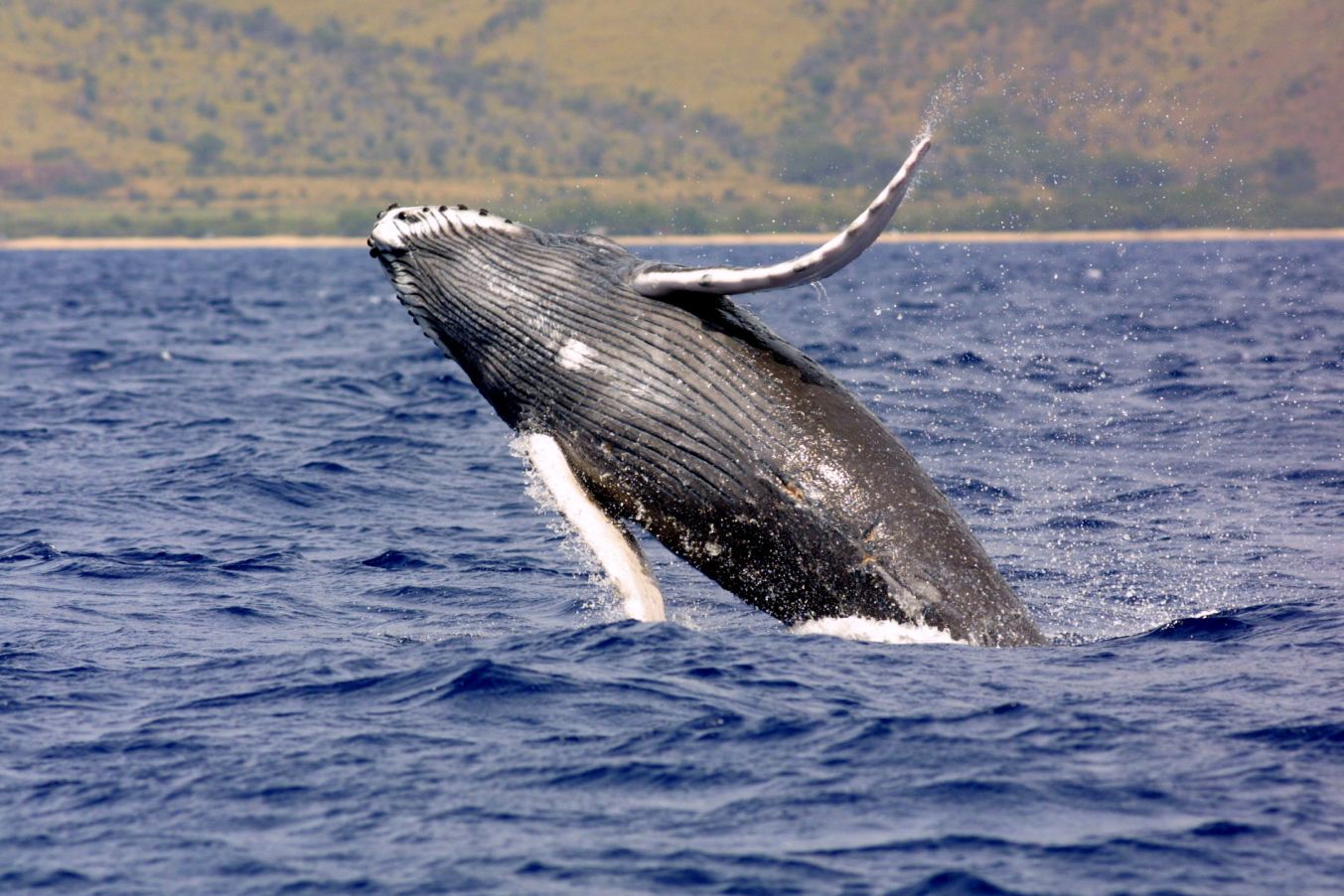 best time to visit hawaii to see whales