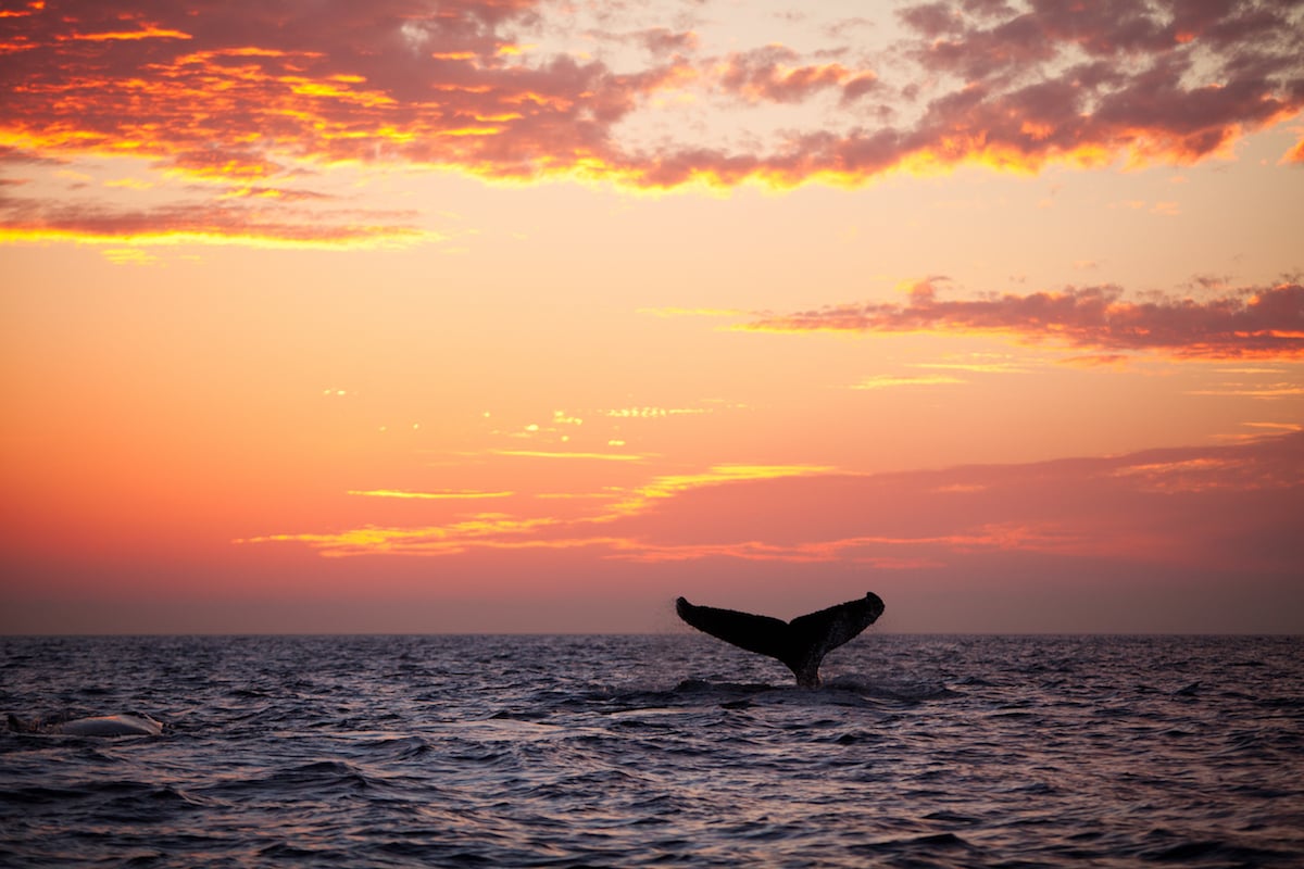 Humpback Whale Season in Hawaiʻi is in Full Swing Right Now Hawaii