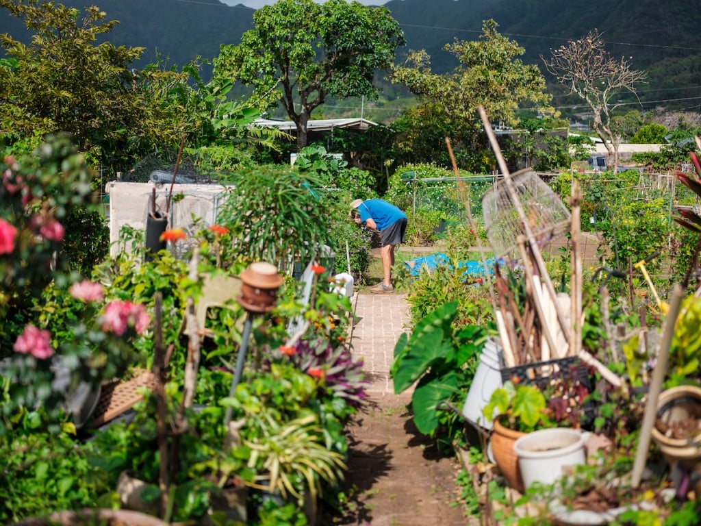 Him2104 Ay Community Gardens Manoa 7764