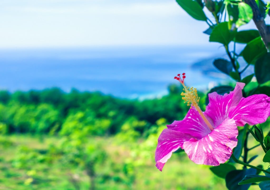 Pink Hibiscus Growing In Summer Garden Blue Sea Background