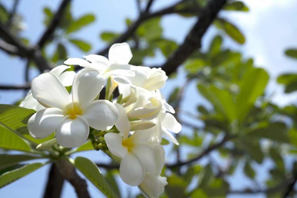 Everything You Need To Know About Plumeria In Hawaiʻi - Hawaii Magazine