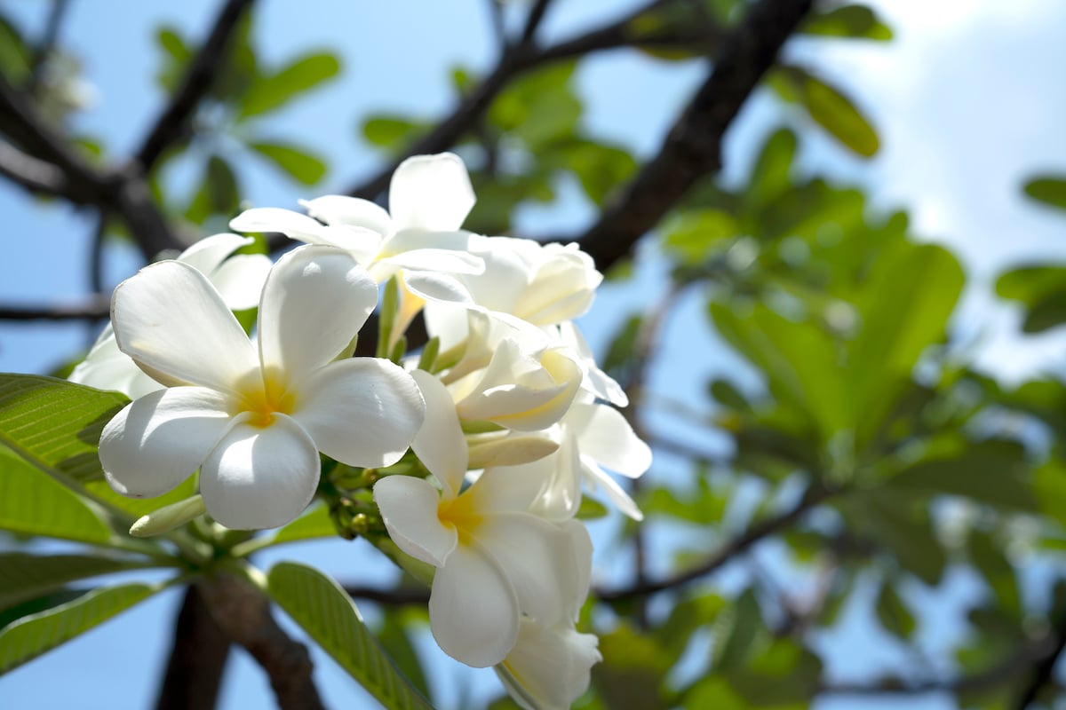 Everything You Need To Know About Plumeria in Hawaiʻi Hawaii Magazine