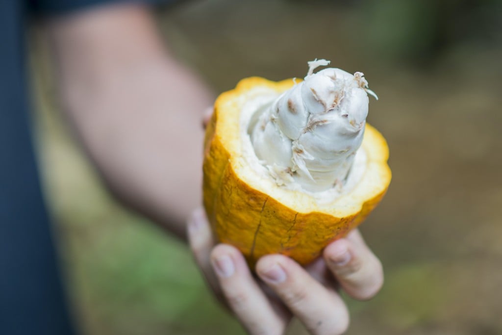 Inside Cacao Fruit