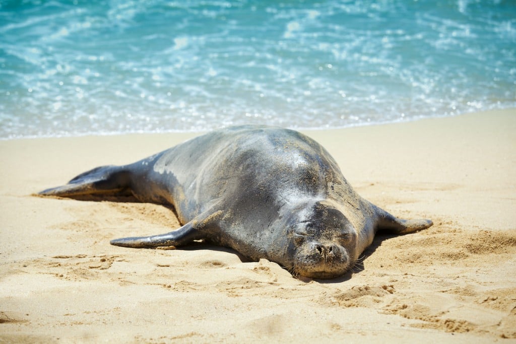 best time to visit hawaii for wildlife