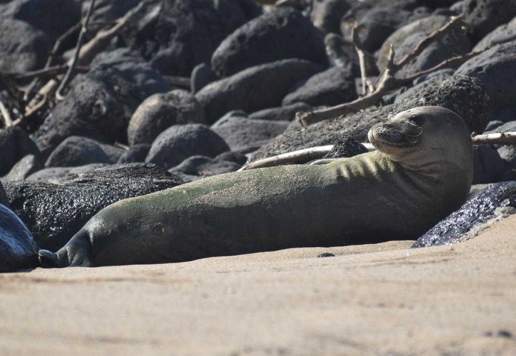 Monkseal Molokai