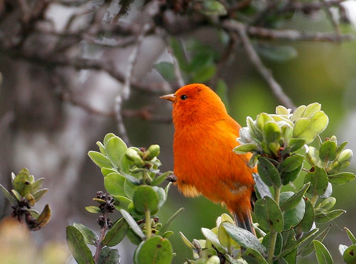 Nine Endangered Species In Hawaiʻi Likely Extinct - Hawaii Magazine