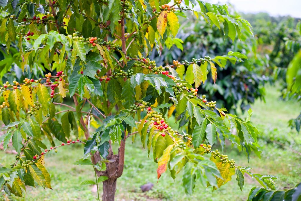 Coffee Tree