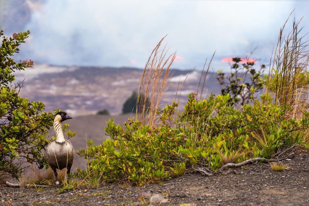 Nene Kilauea