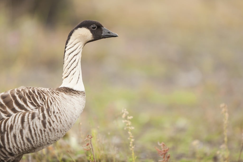 nene bird on Hawaiʻi island