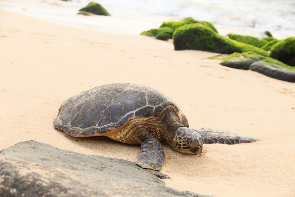 Green Sea Turtle - Bellows Campground Close