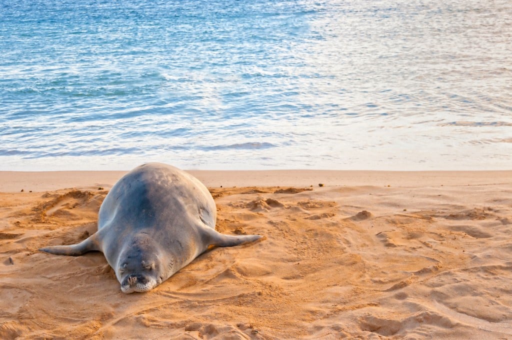 Hawaiian Monk Seal Rests On Poipu Beach In Kauai
