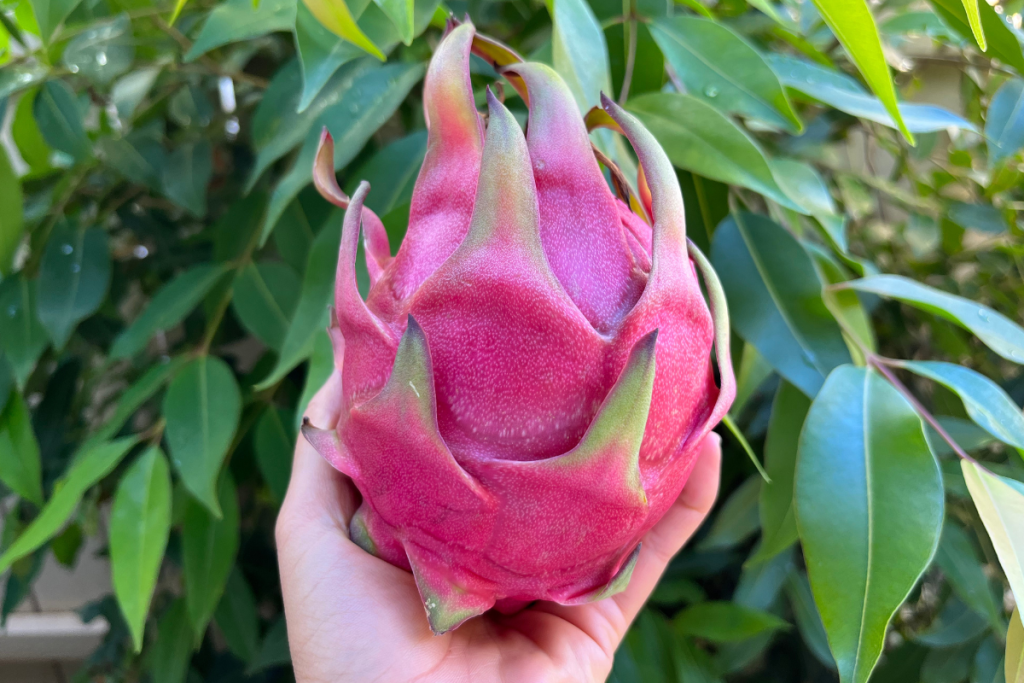 Hawaii Dragon Fruit