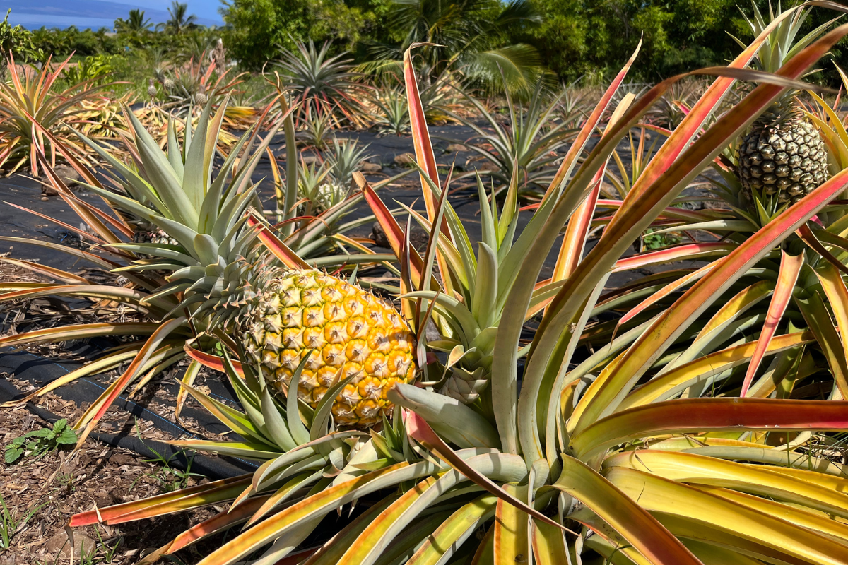 Taste Exotic Fruit You Didn’t Know Existed on this Tropical Farm Tour