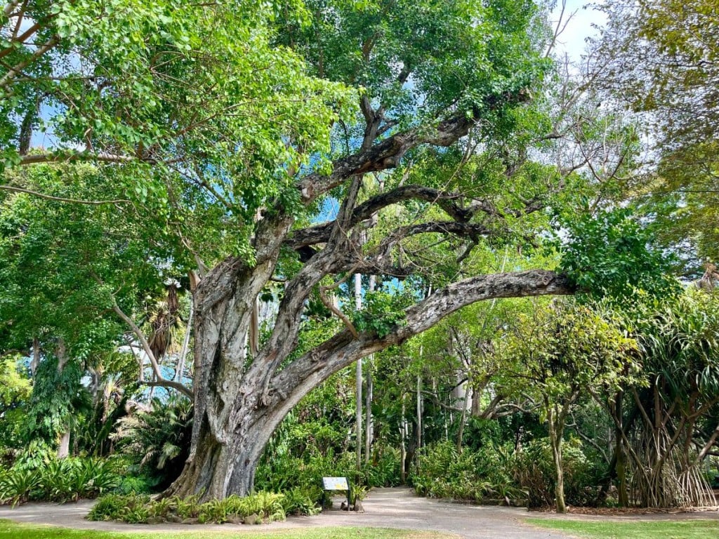 Fosterbotanicalgarden