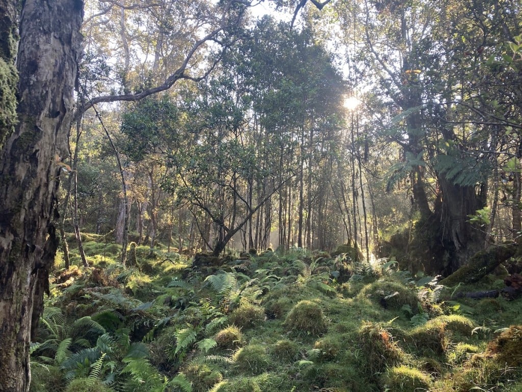 20220810 Waiea Understory Dlnr