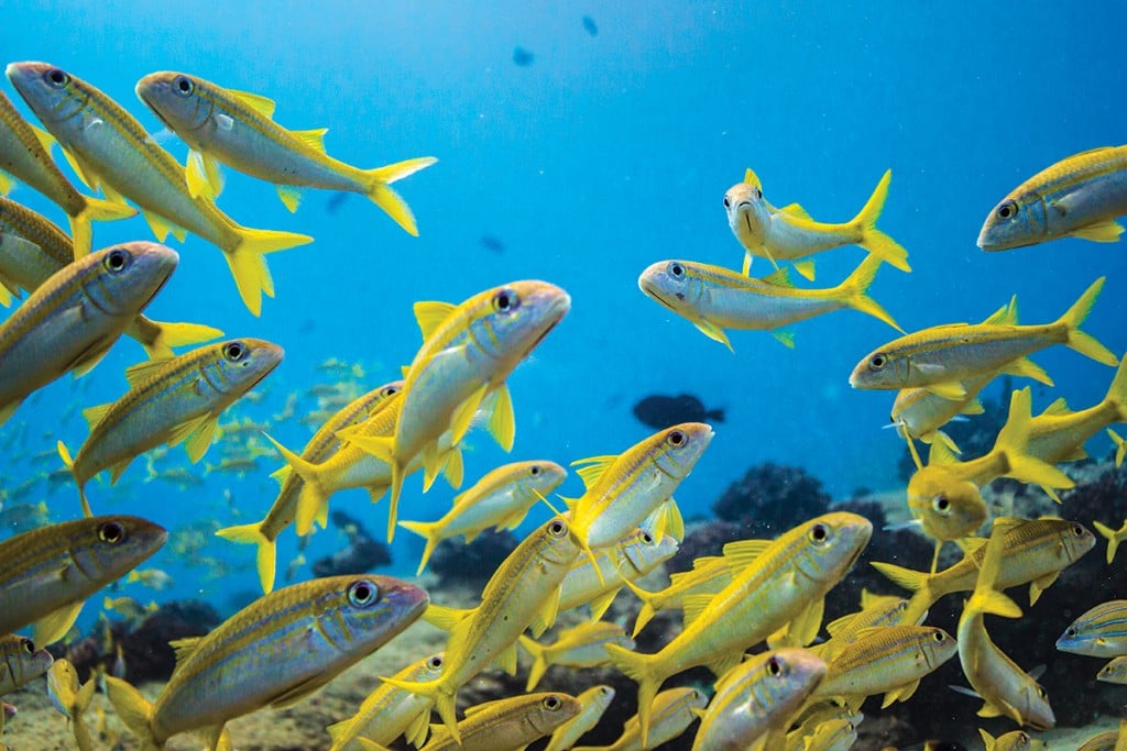 Yellowfin Goatfish