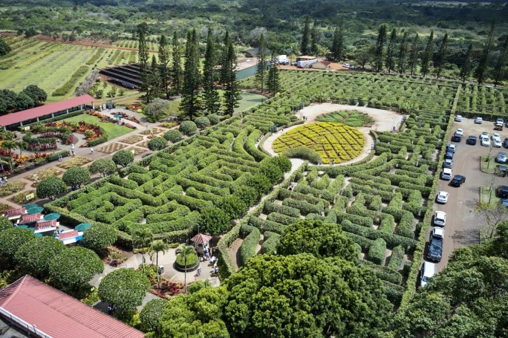 Doleplantationpineapplemaze