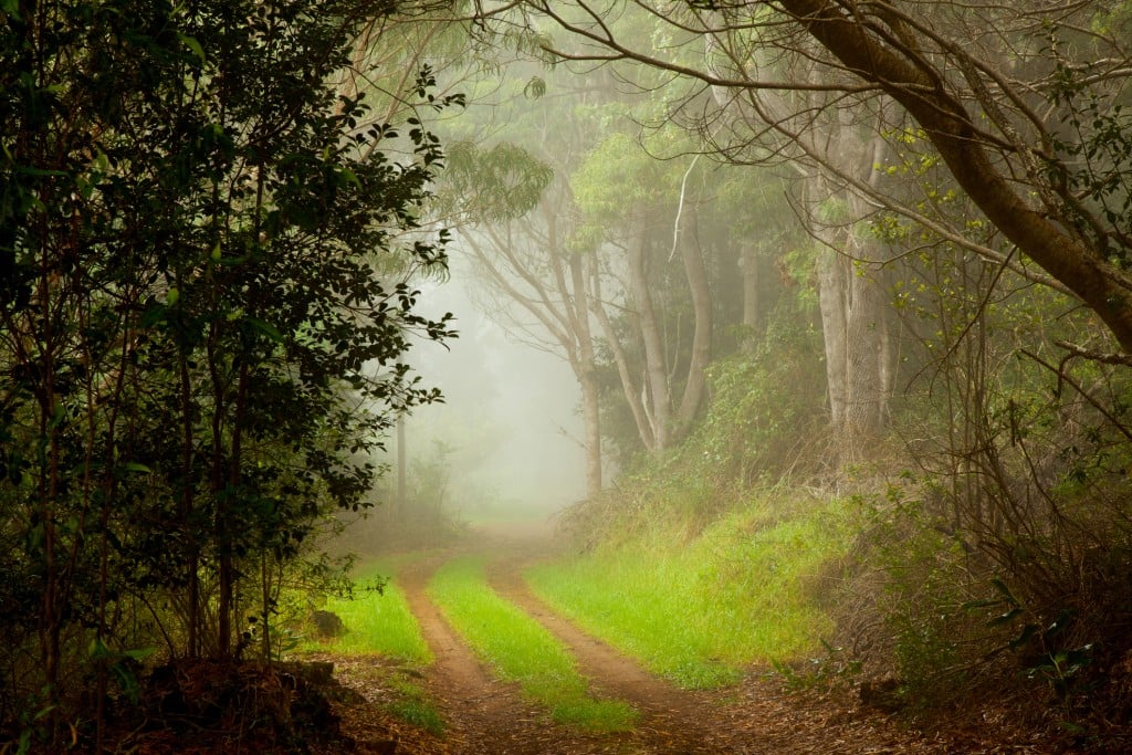 Narrow Foggy Country Dirt Road